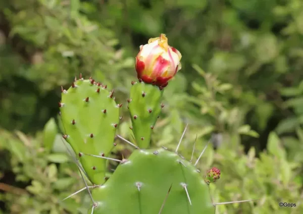 Buy Erect Prickly-Pear in Pakistan