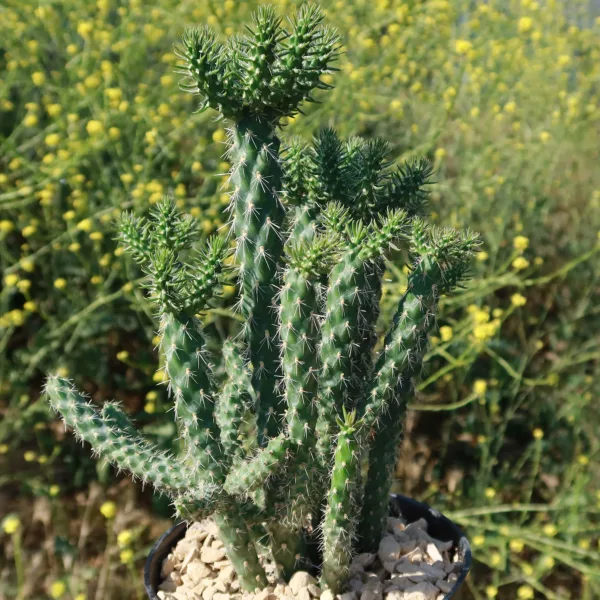 Buy Cholla Cactus in Pakistan
