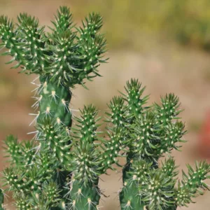 Buy Cholla Cactus in Pakistan