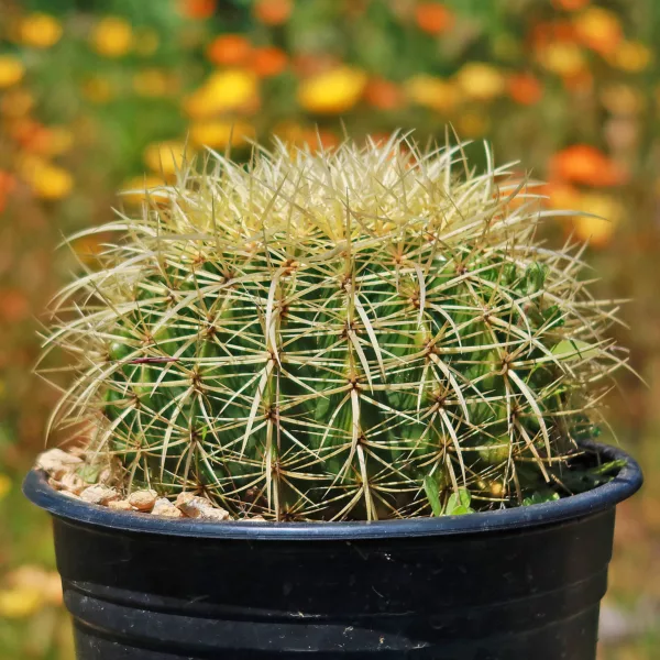 Buy Golden Barrel Cactus in Pakistan