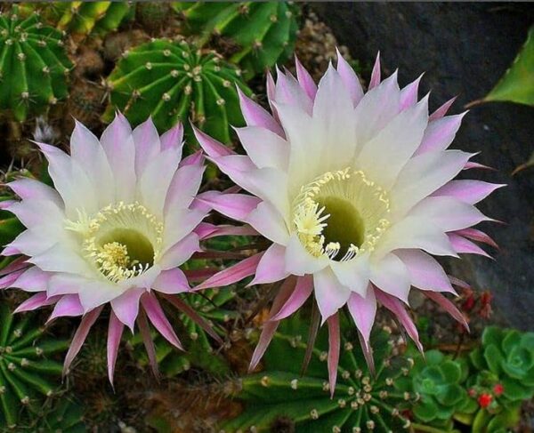 Buy Easter Lily Cactus in Pakistan