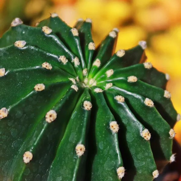 Buy Echinopsis eyriesii Cactus in Pakistan