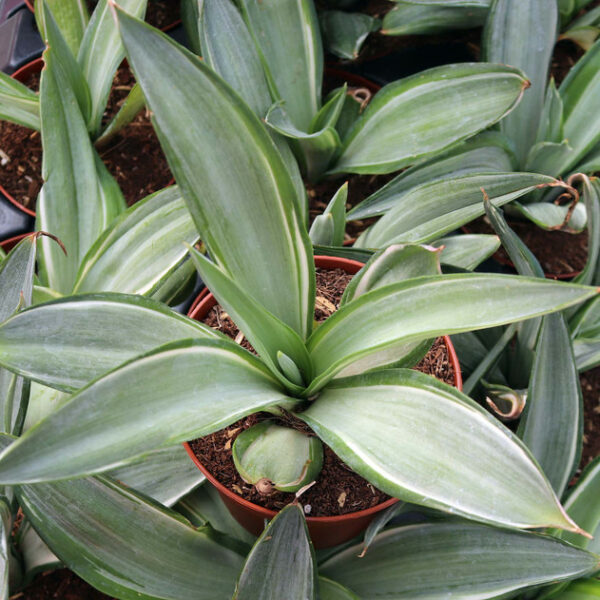 Buy Agave Silver Star in Pakistan
