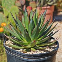 Buy Agave in Pakistan