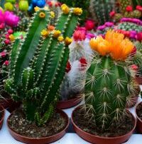 Buy Cactus in Pakistan