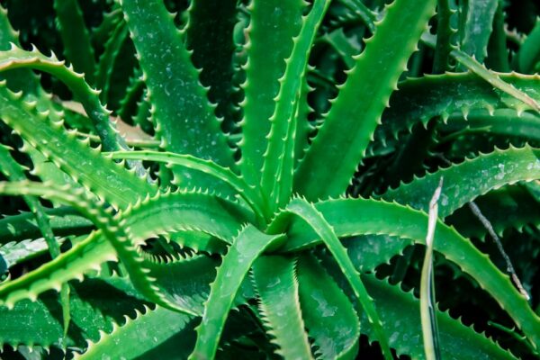Buy Aloe vera in Pakistan