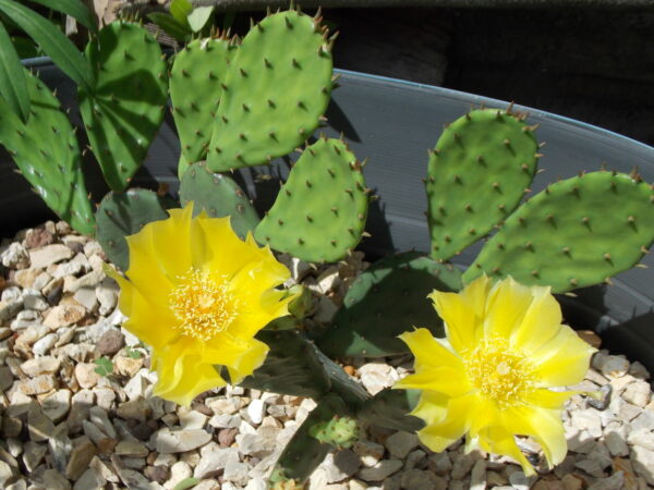 Buy Eastern Prickly Pear in Pakistan