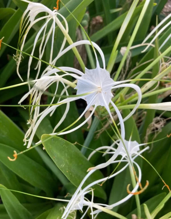 Buy Beach Spider Lily in Pakistan