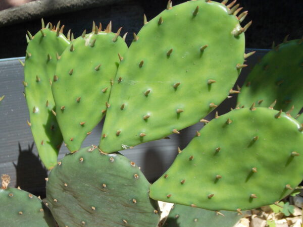 Buy Eastern Prickly Pear in Pakistan