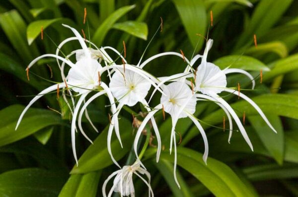 Buy Beach Spider Lily in Pakistan
