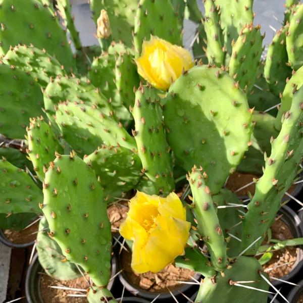 Buy Eastern Prickly Pear in Pakistan