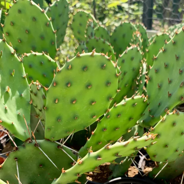 Buy Eastern Prickly Pear in Pakistan